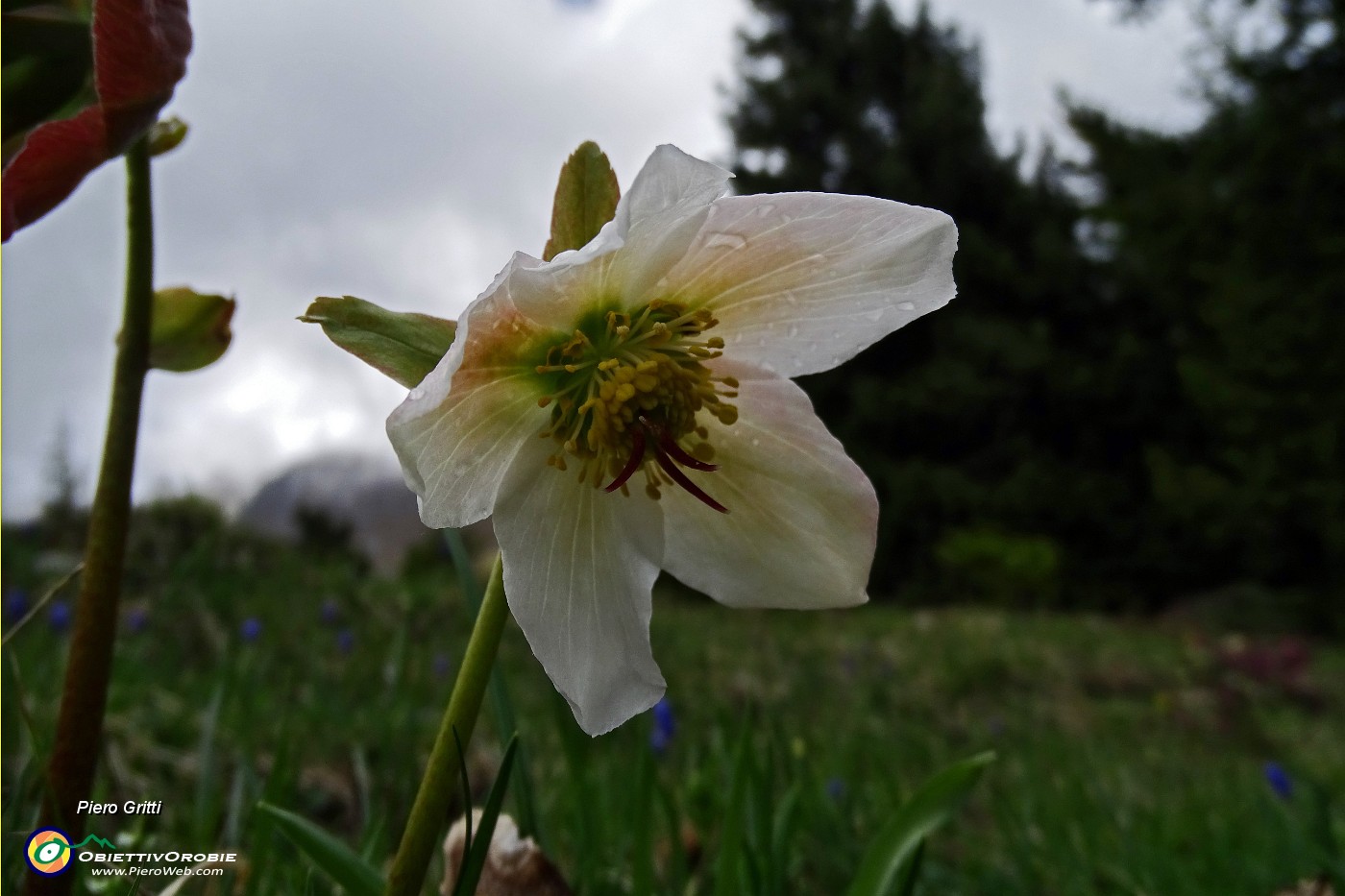 70 Rose di Natale (Helleborus Niger) in primavera.JPG -                                